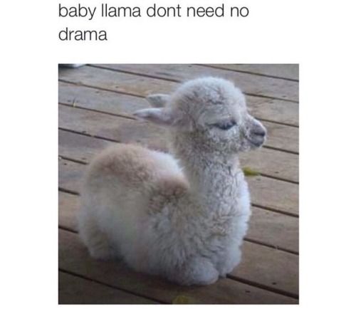 cutellama.jpg