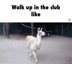 llamaye.gif