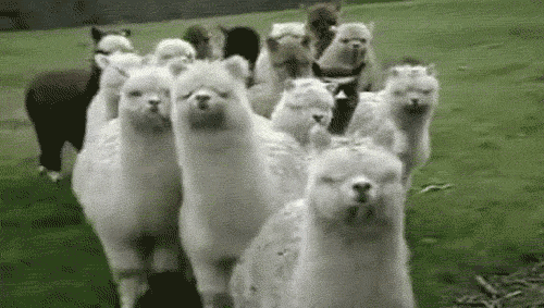 llamas movin.gif