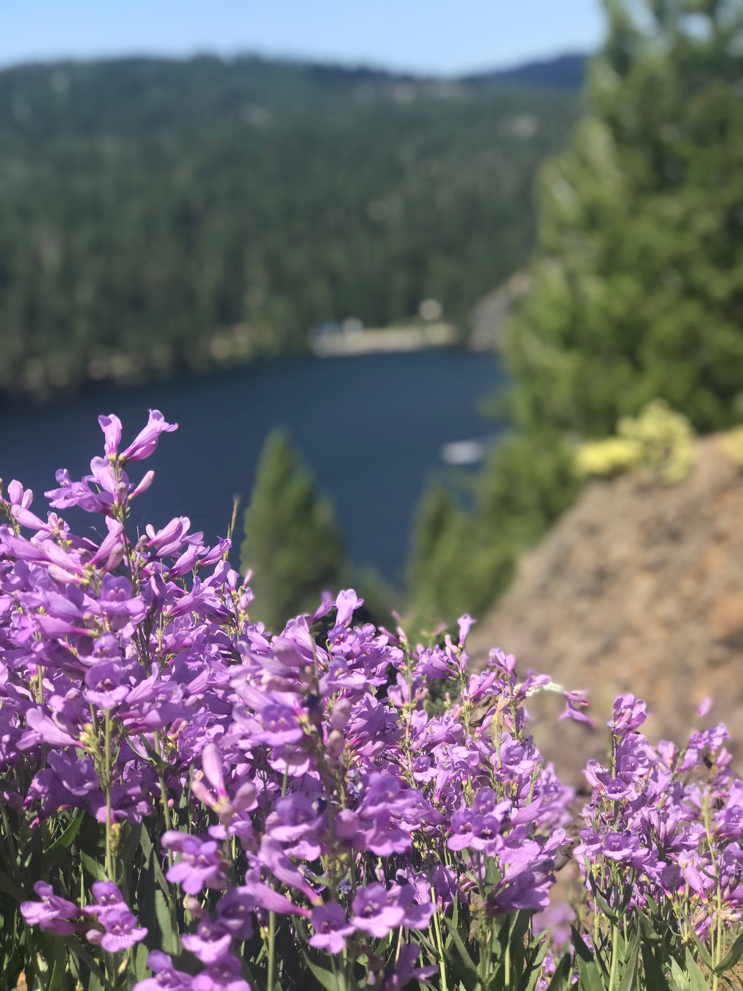 purple on the Point.jpg