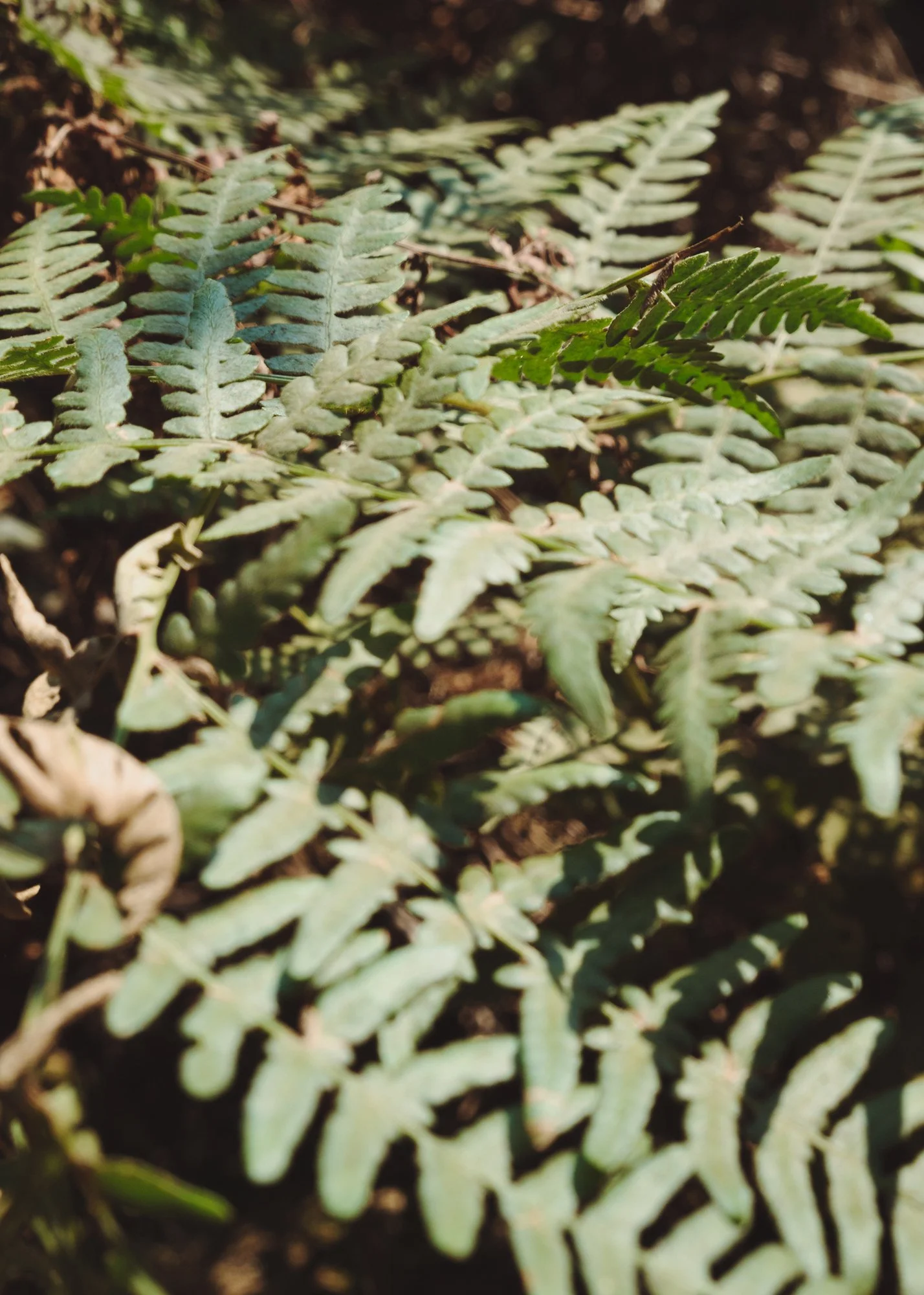 forest_bathing_06.jpg