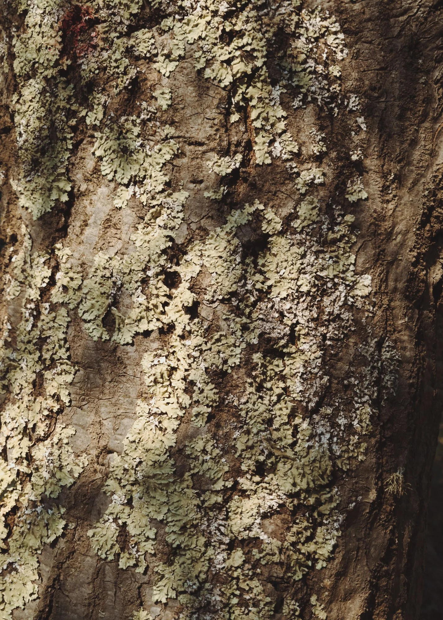 forest_bathing_10.jpg