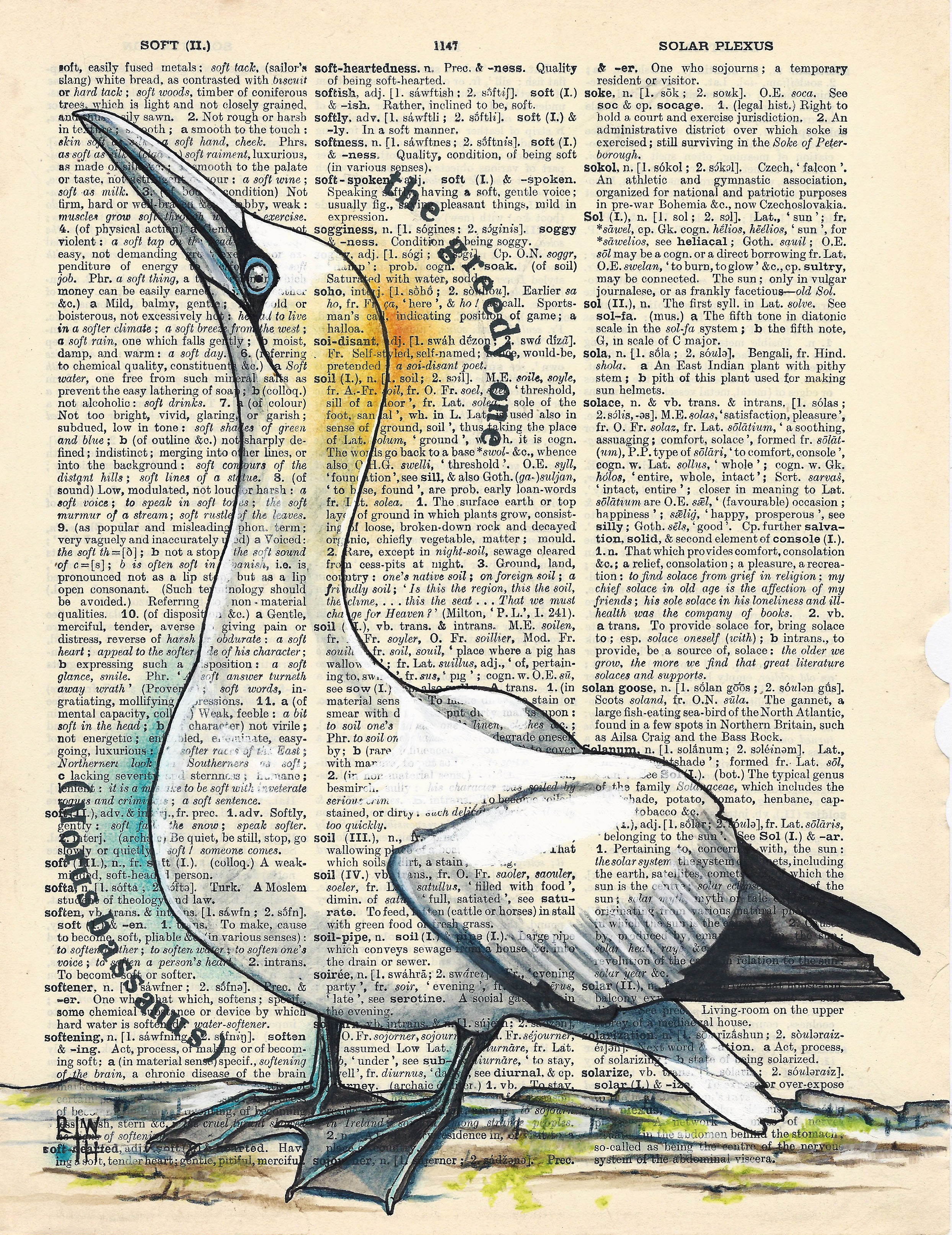 Gannet