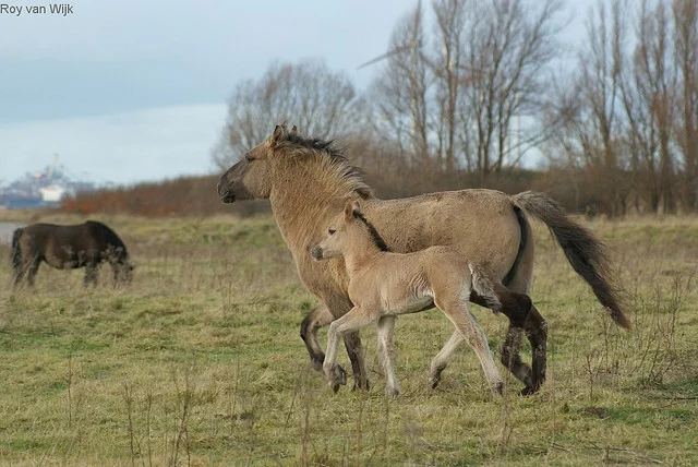 konik.jpg