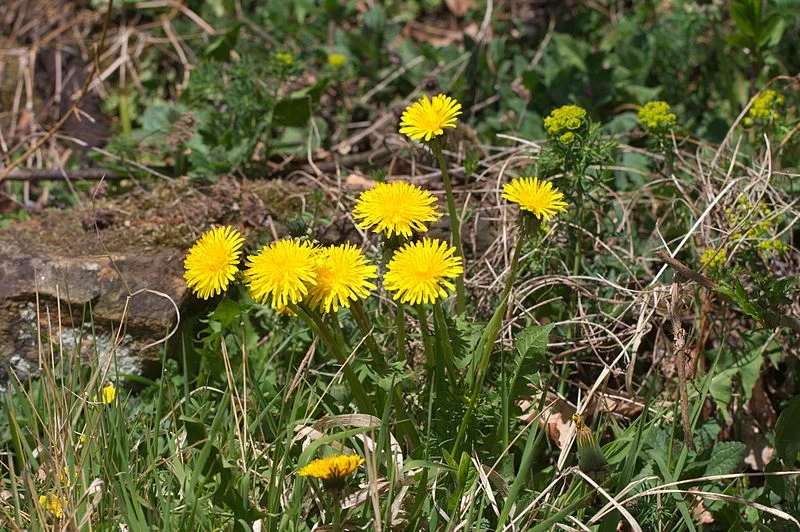 dandelion.jpg