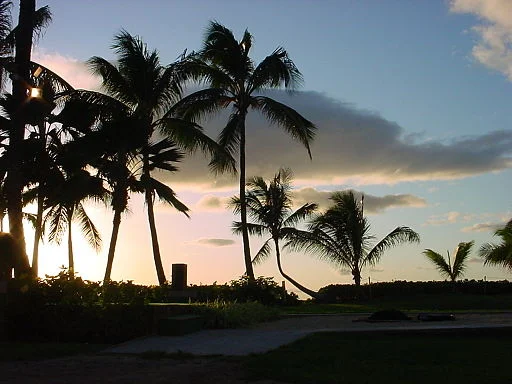 Photo from Wikimedia Commons: Hawaii native palm trees in silhouette by Catatonique