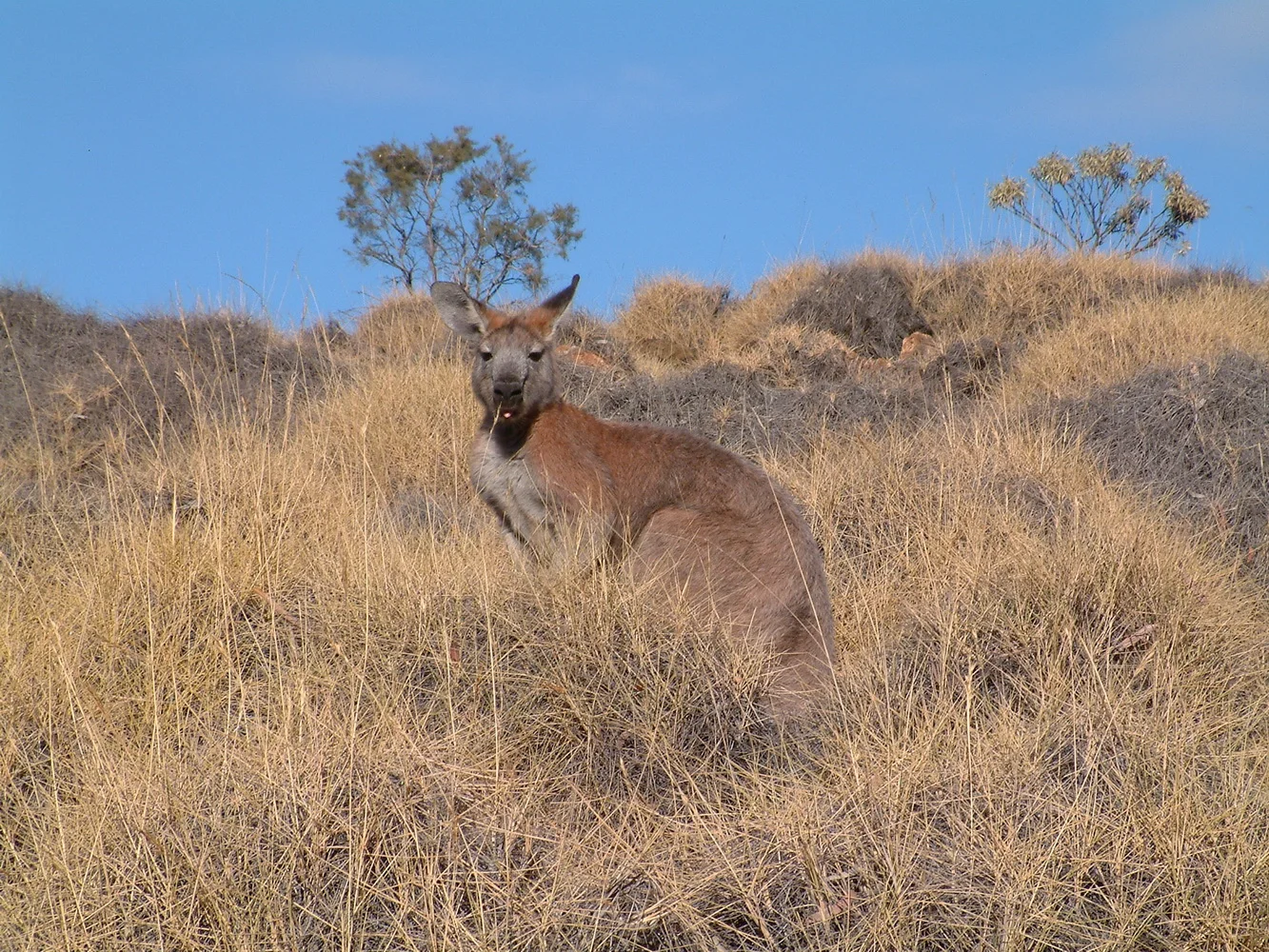 A common wallaroo, aka a Euro, in the middle of a spinifex plant in the Flinders Ranges.