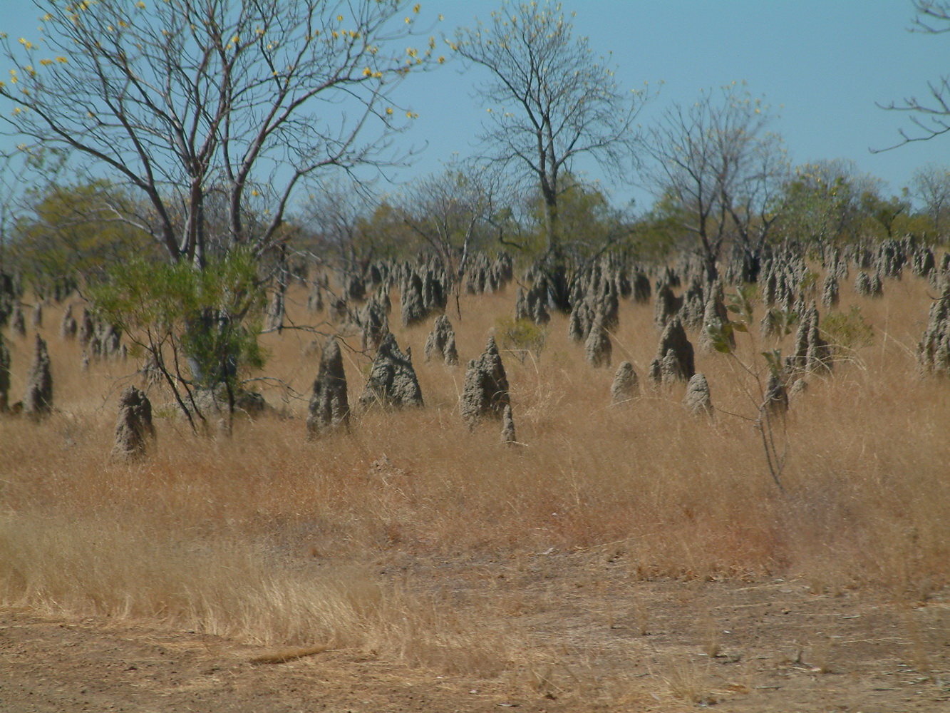 Termite mounds in the Northern Territory.