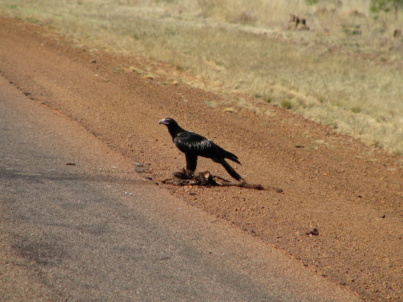 A wedge-tailed eagle like the one that Ros & Grady rescue.These eagles are some of the largest in the world. They can only fly in the direction they are faced. That fact, along with how long it takes them to get airborne with their mighty wings, makes them vulnerable when they scavenge road kill.