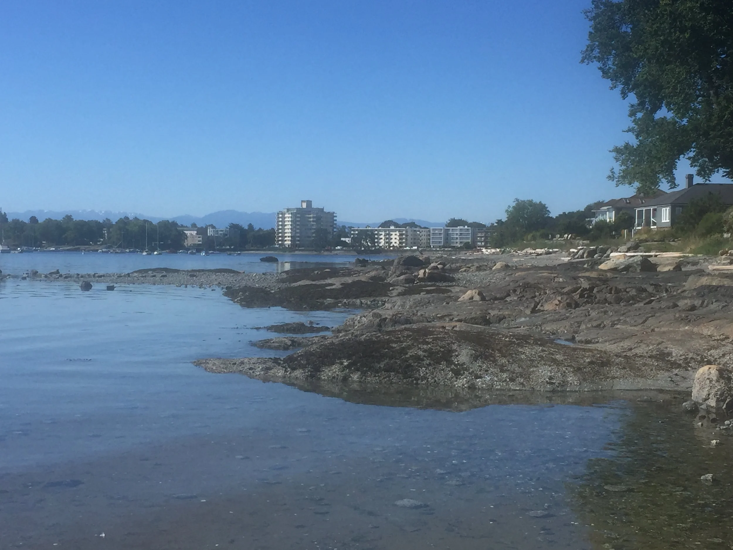 Oak Bay beach Victoria BC (a short walk from my home)