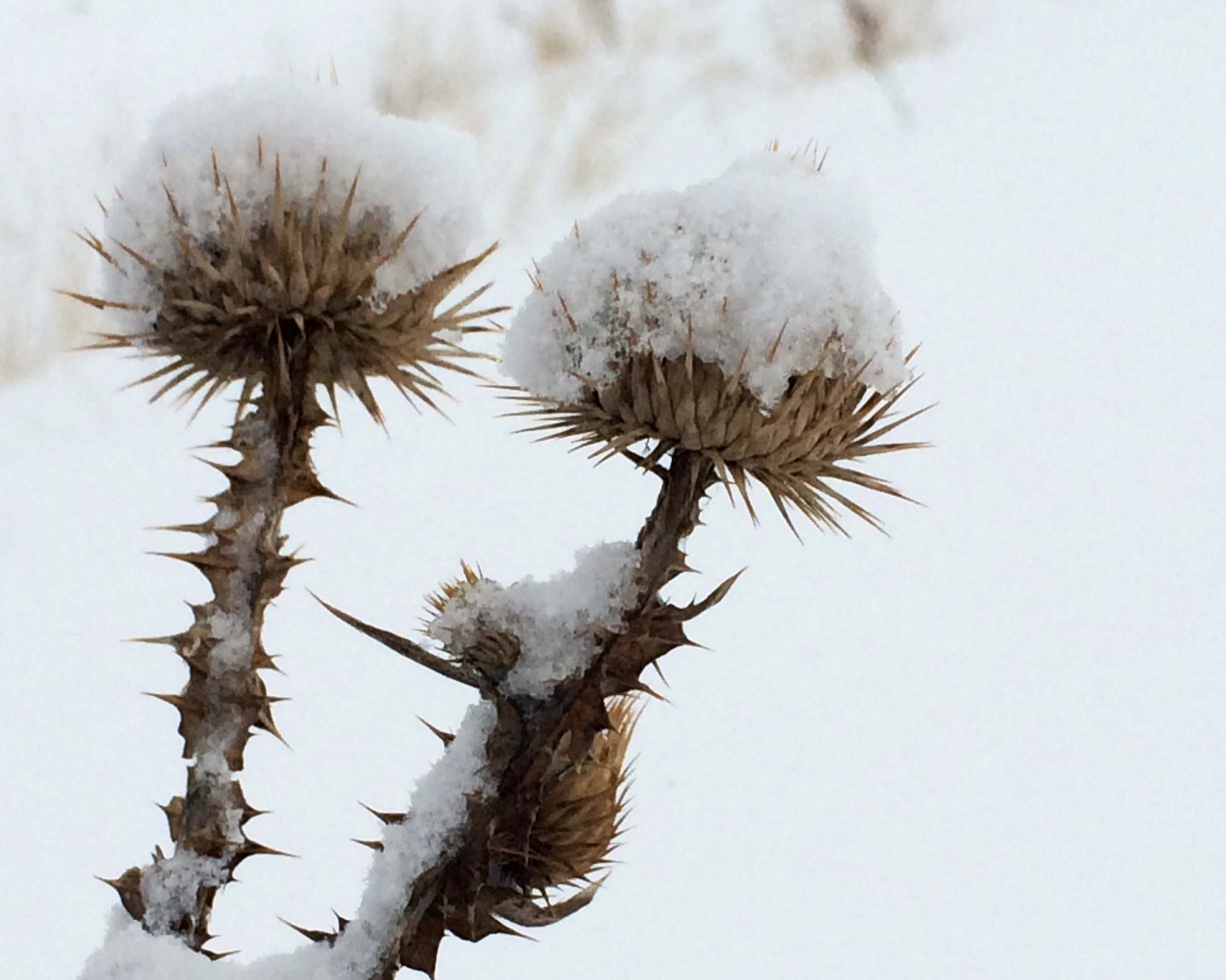 thistle.jpg