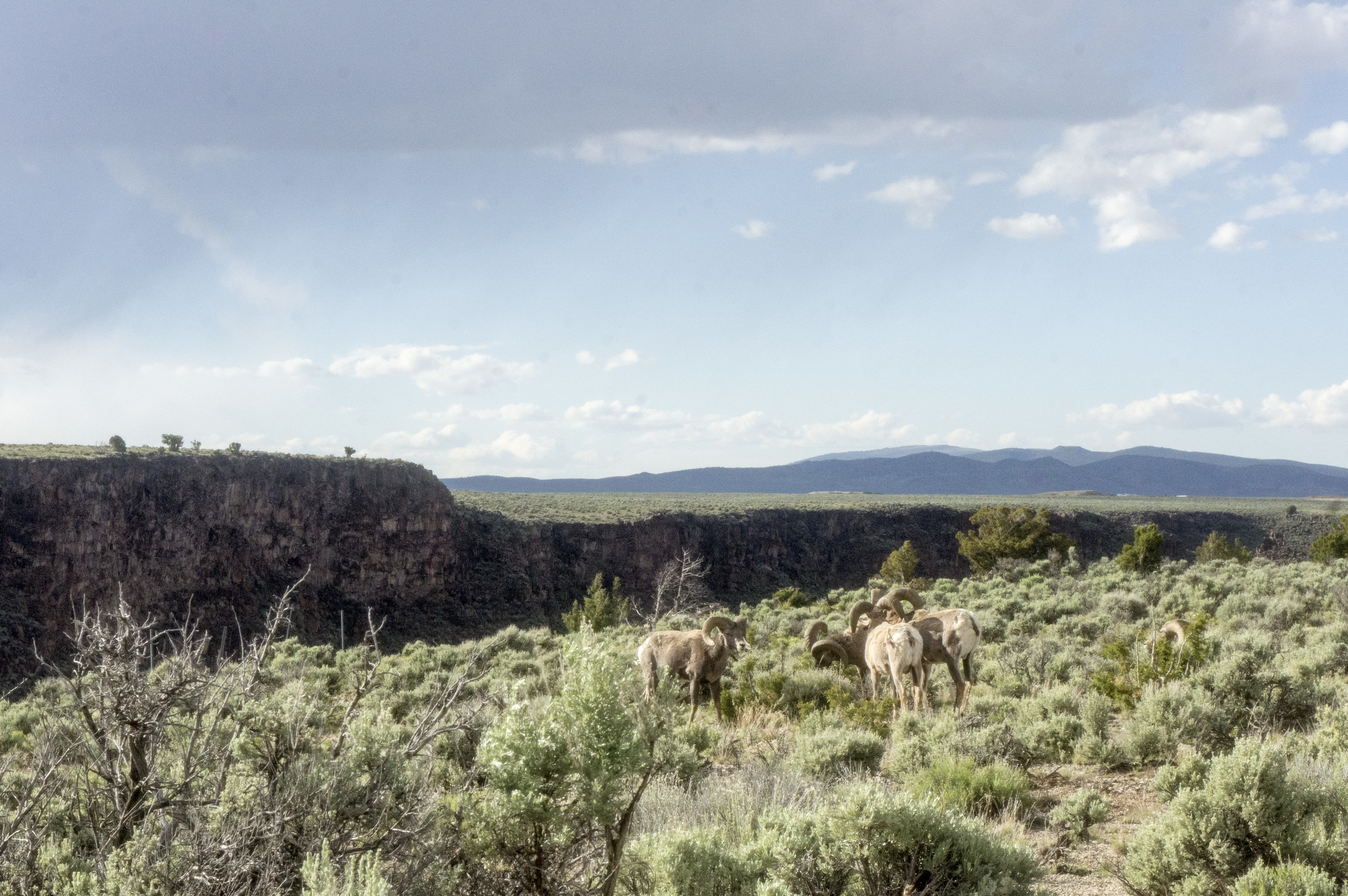 Mountain Goats