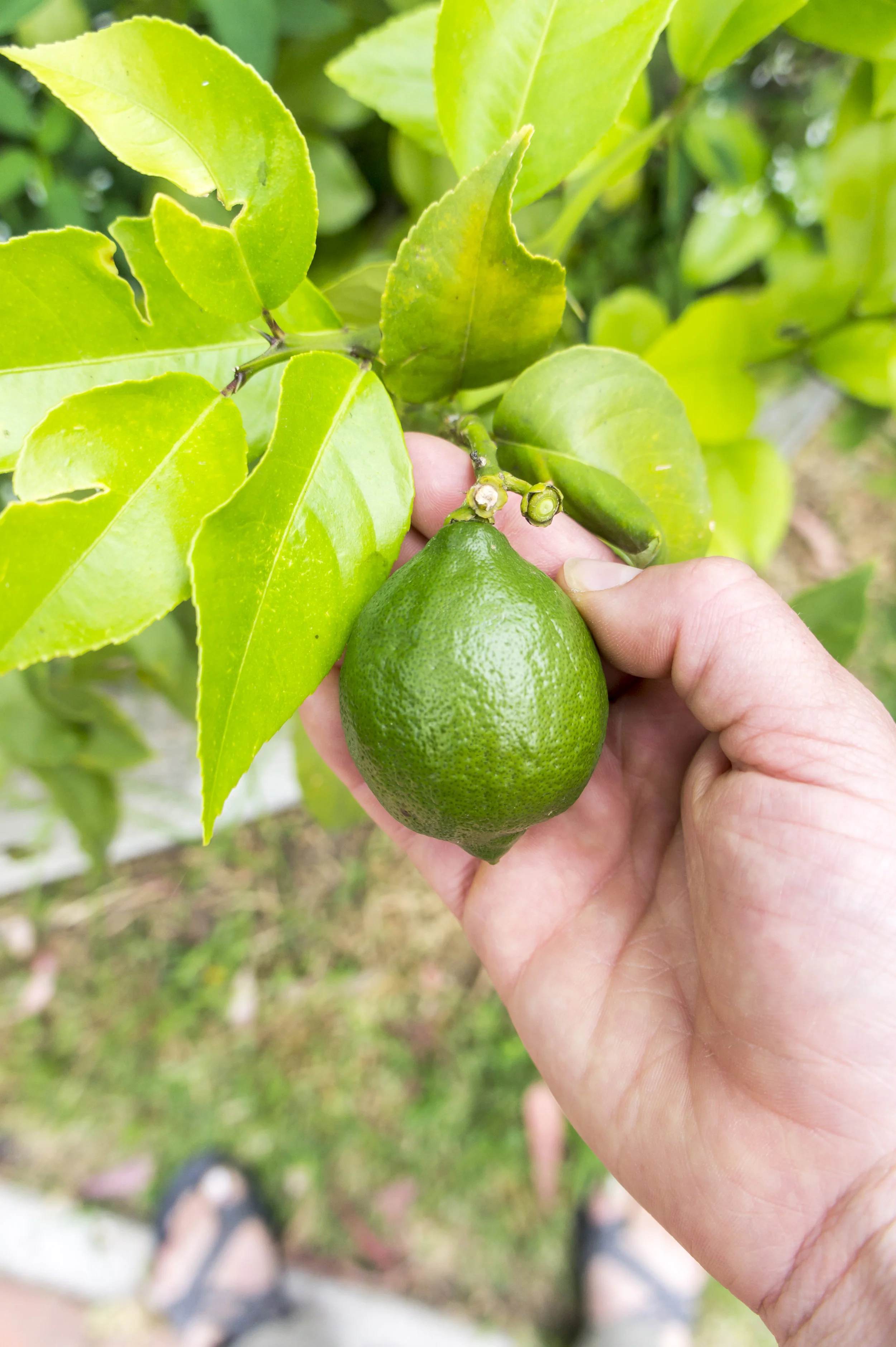Fresh limes