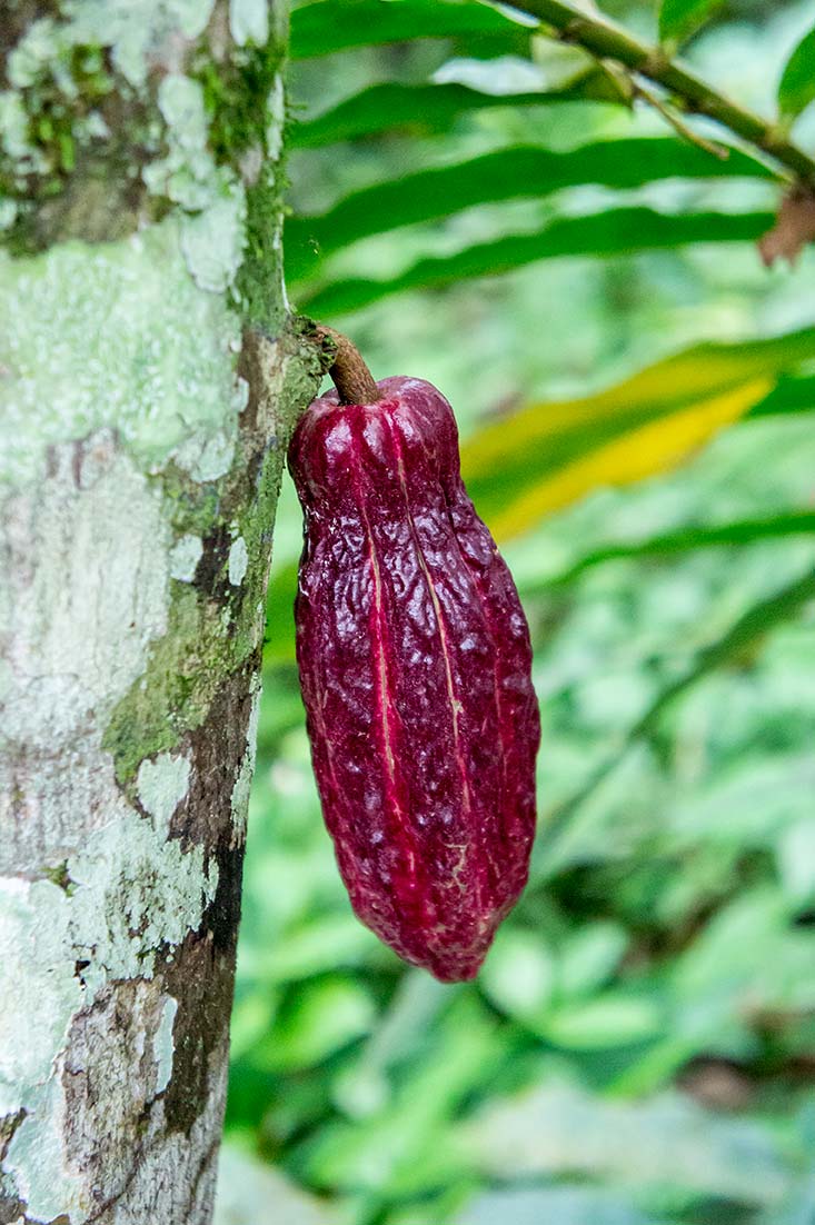 Cacao pod