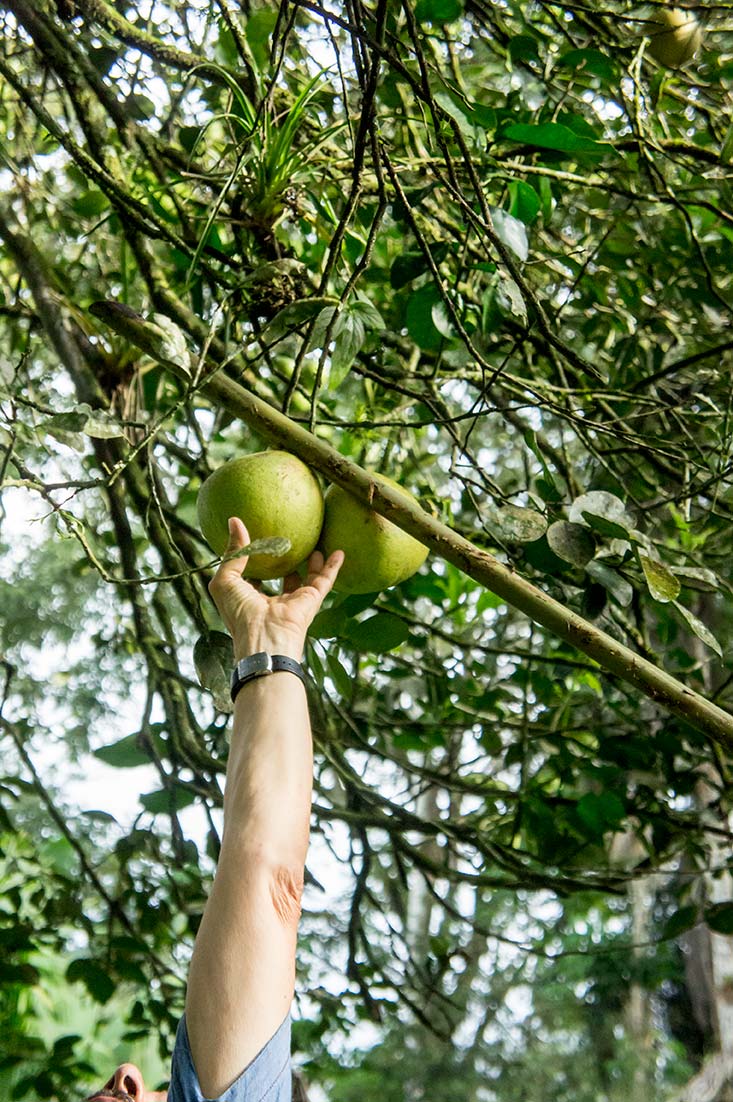 Grapefruit picking