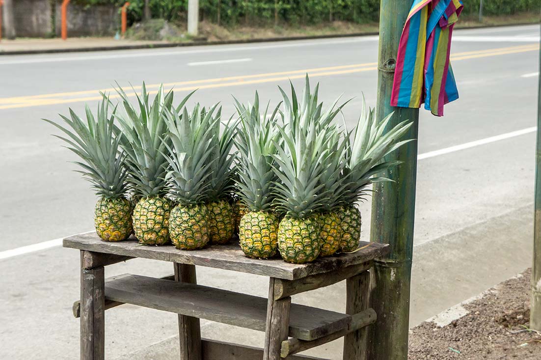 Freshly picked pineapple