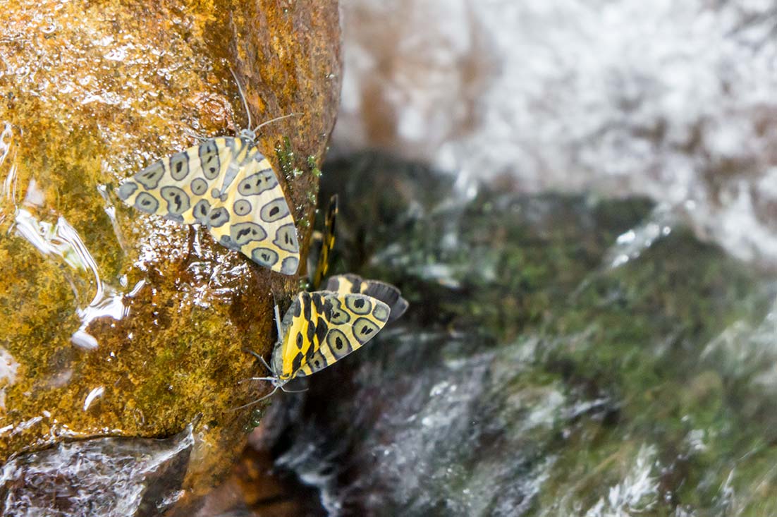 Butterflies in Mindo Jungle