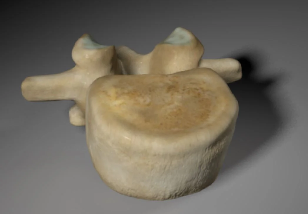 lumbar vertebra