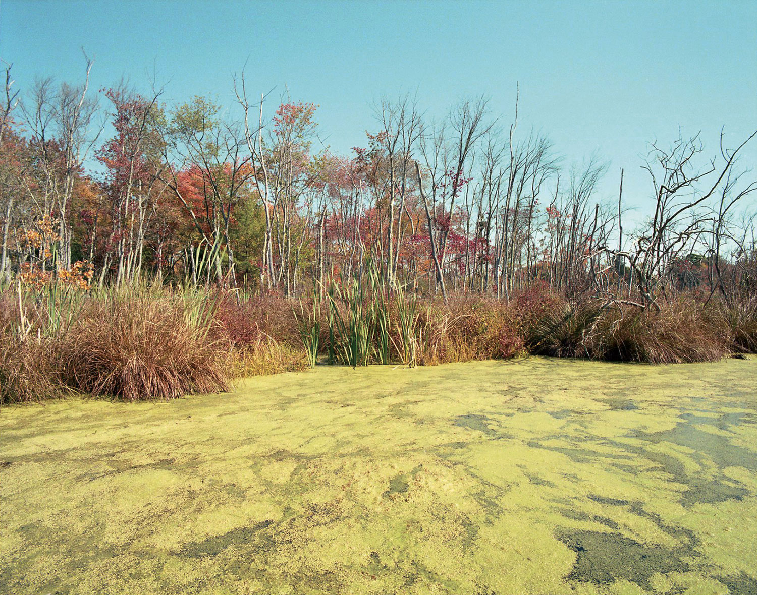 Swamp, Concord, MA
