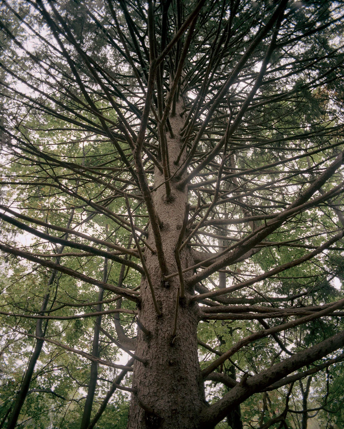 Tree, Bedford, MA