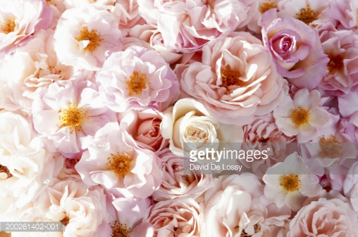 Photo by David De Lossy/Photodisc / Getty Images