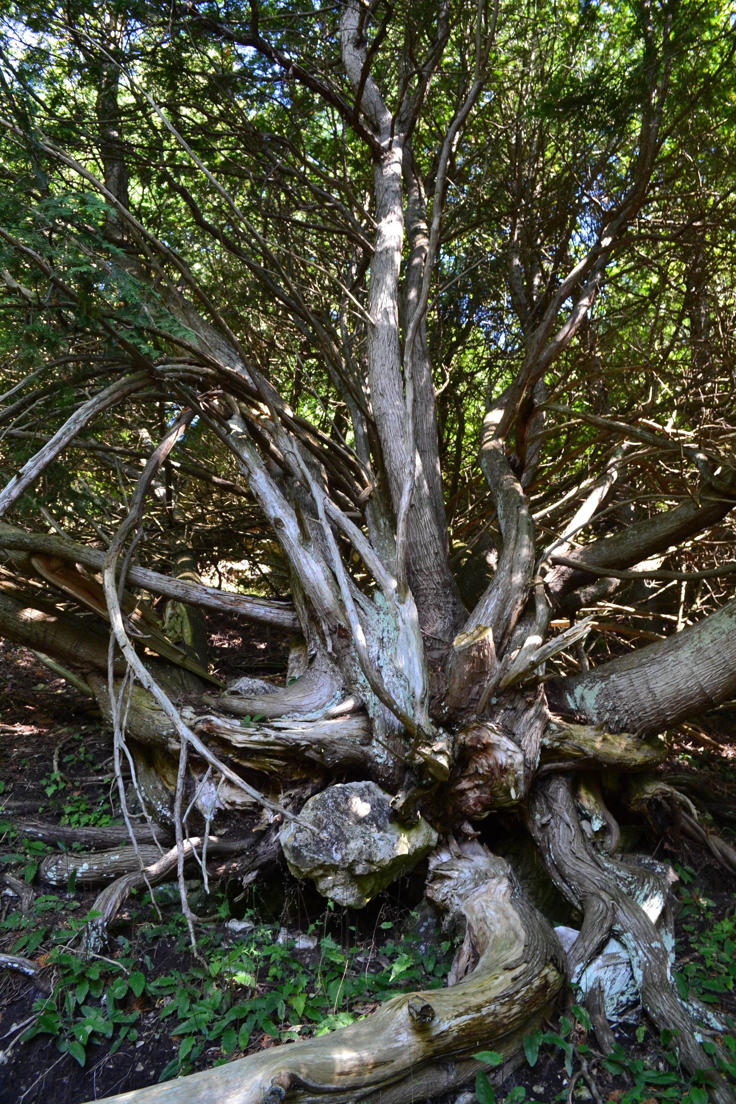 DSC_0099.jpg