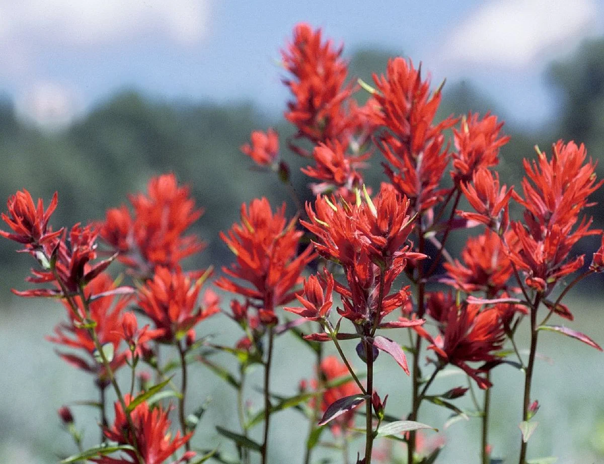 1200px-Indian_Paintbrush_in_Grand_Teton_NP-NPS.jpg