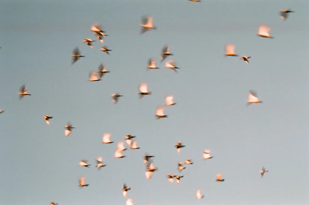 Wilco.
