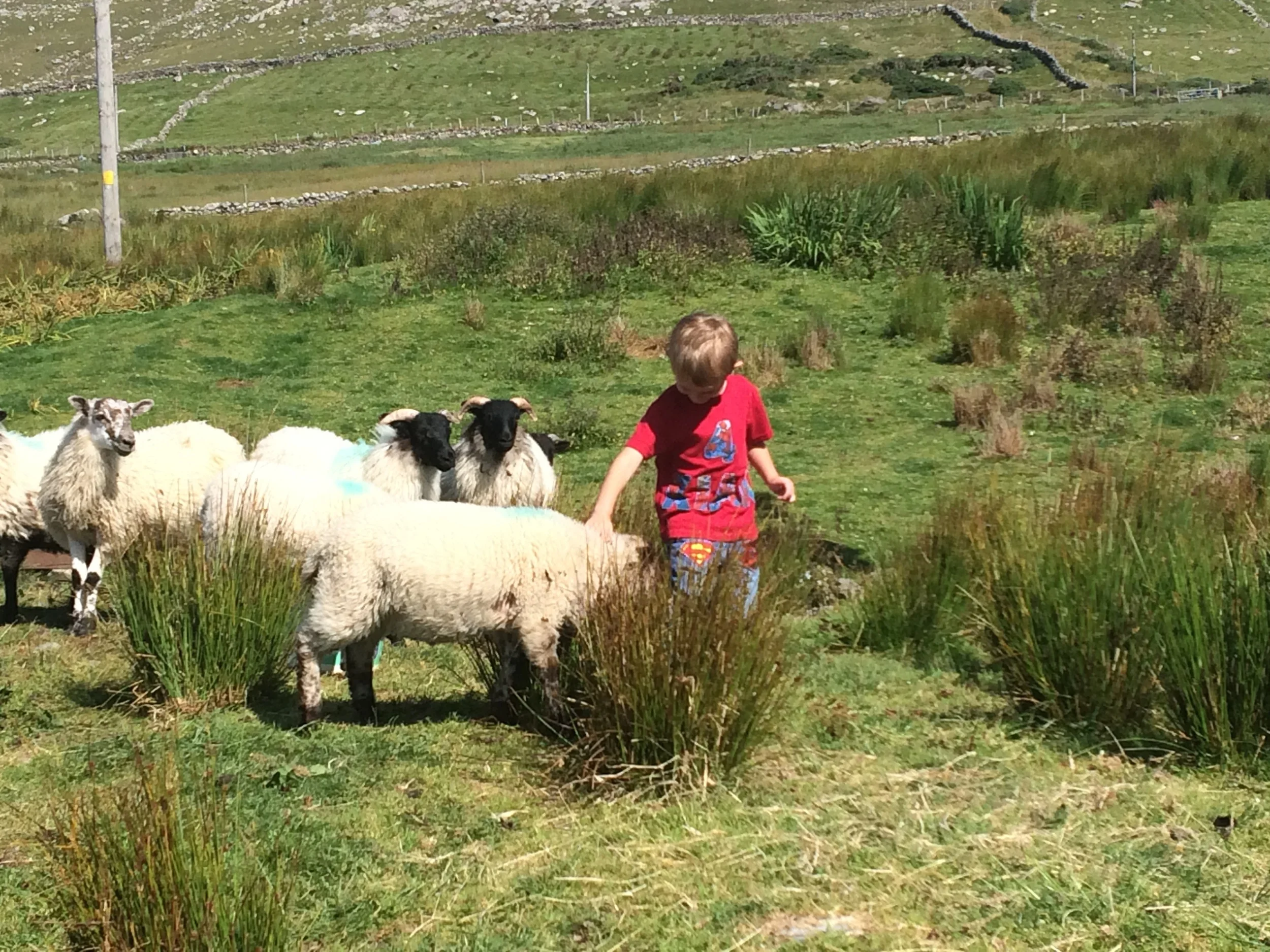 Kian with the Pet Lambs