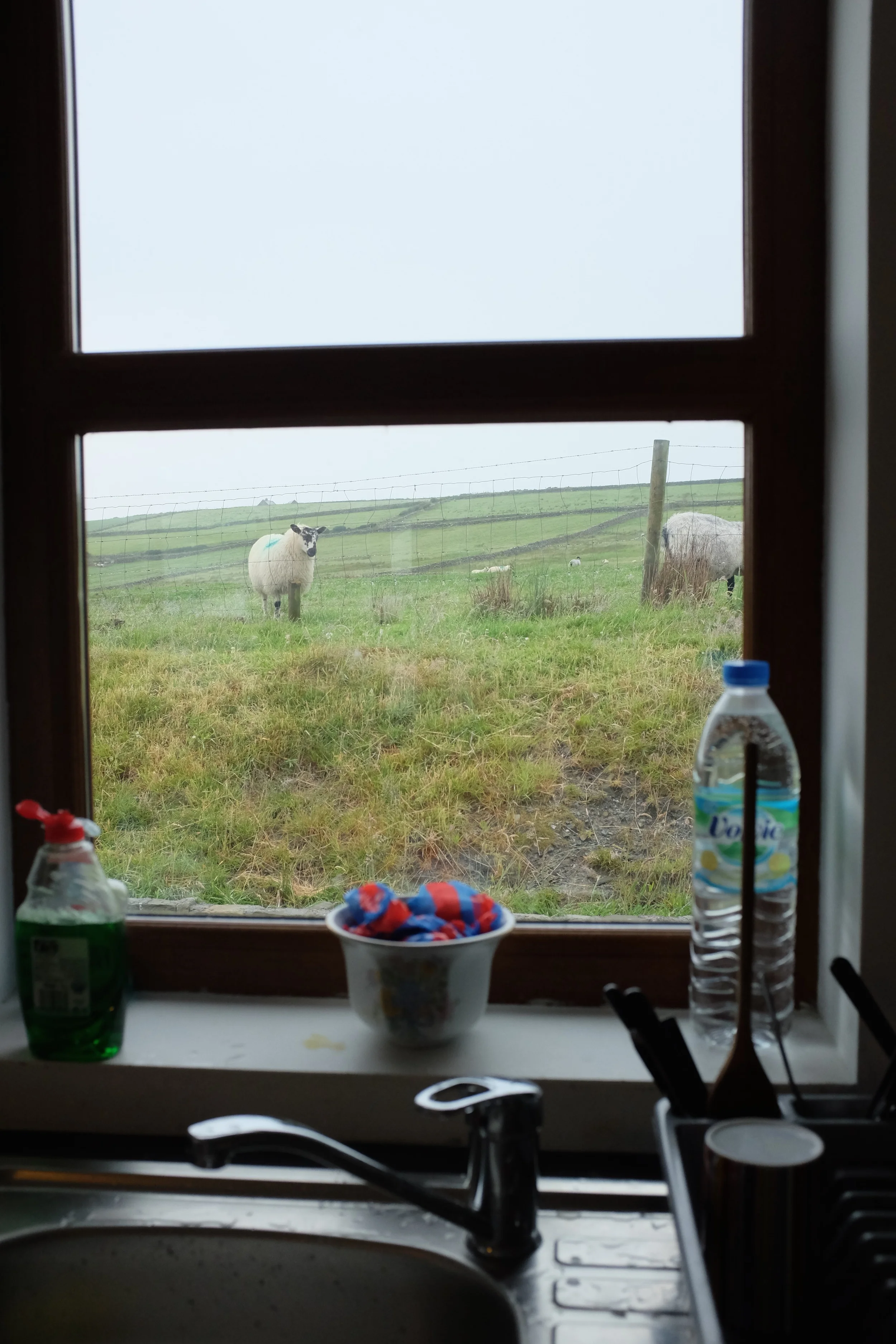 View from the window above the kitchen sink