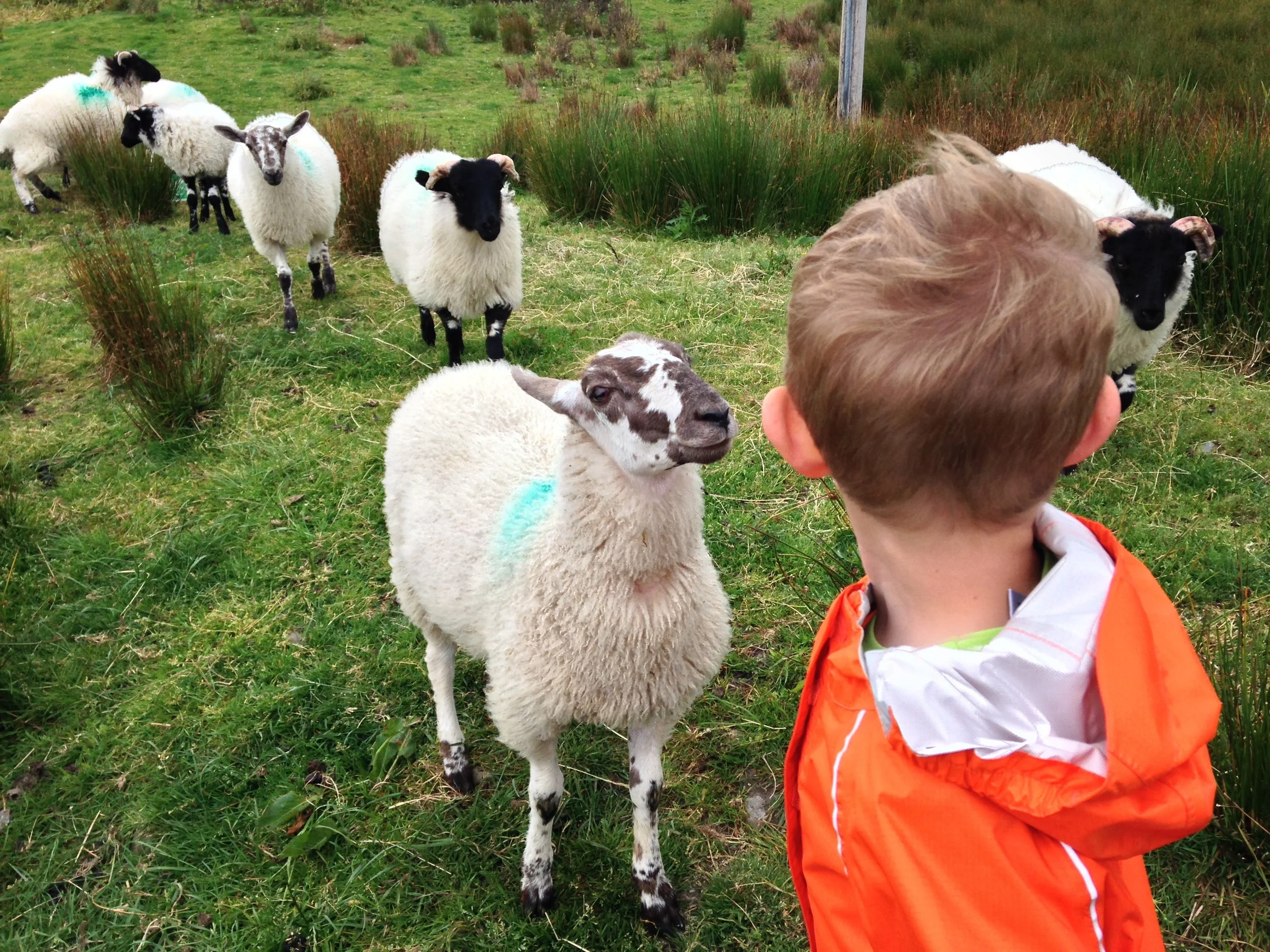 Kian visiting the pet lambs