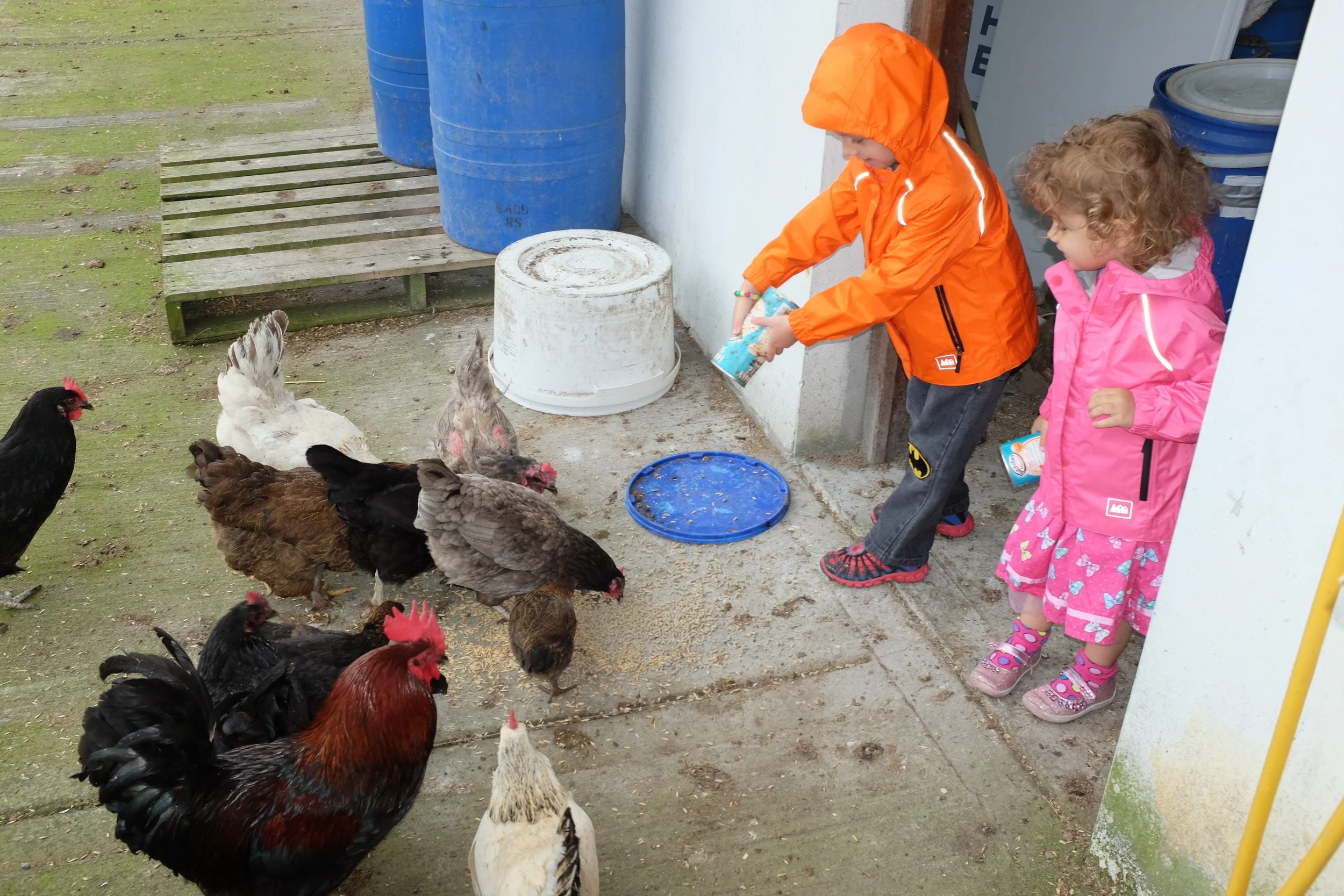 Little farmers at work feeding the chickens and roosters