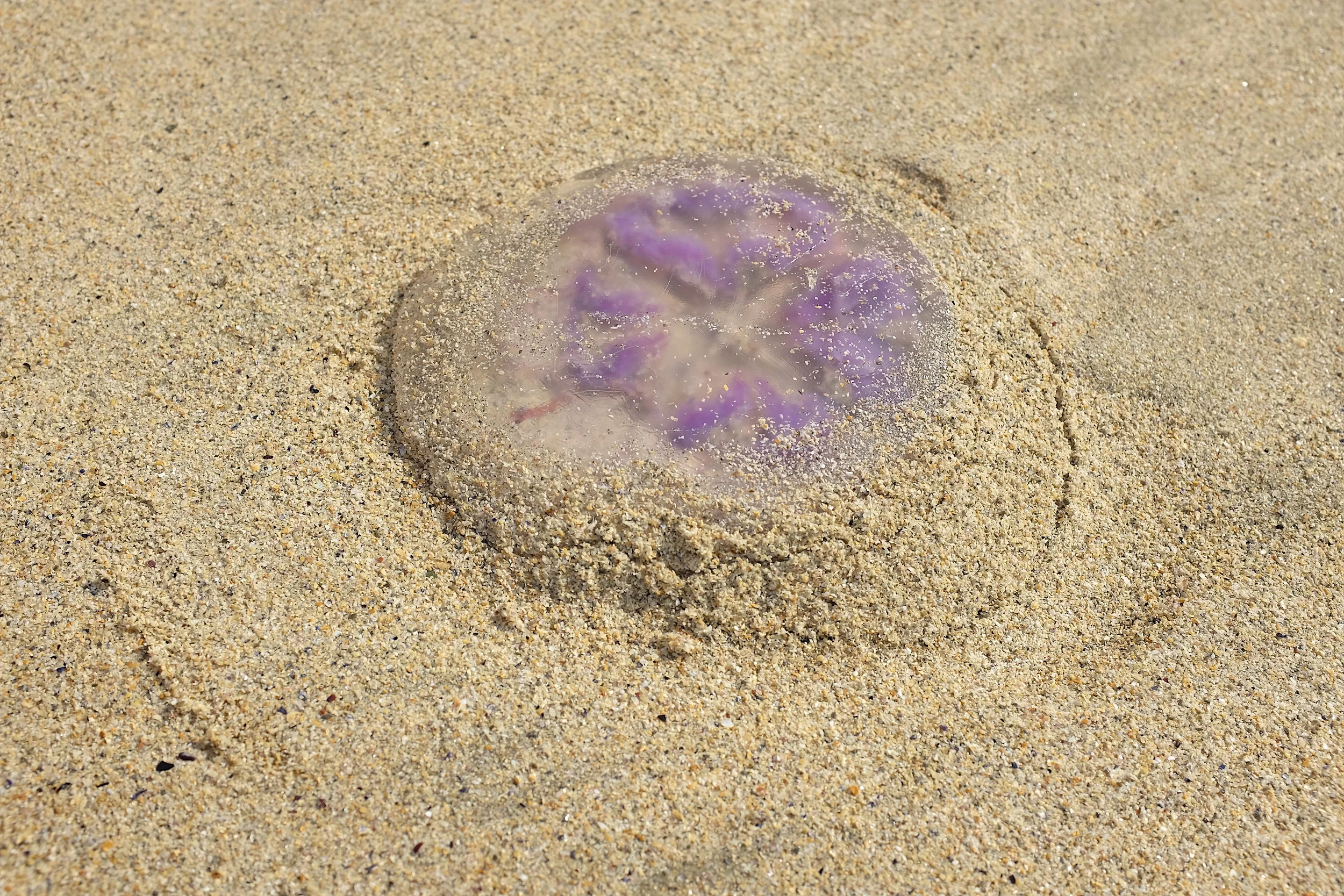 Purple Jellyfish