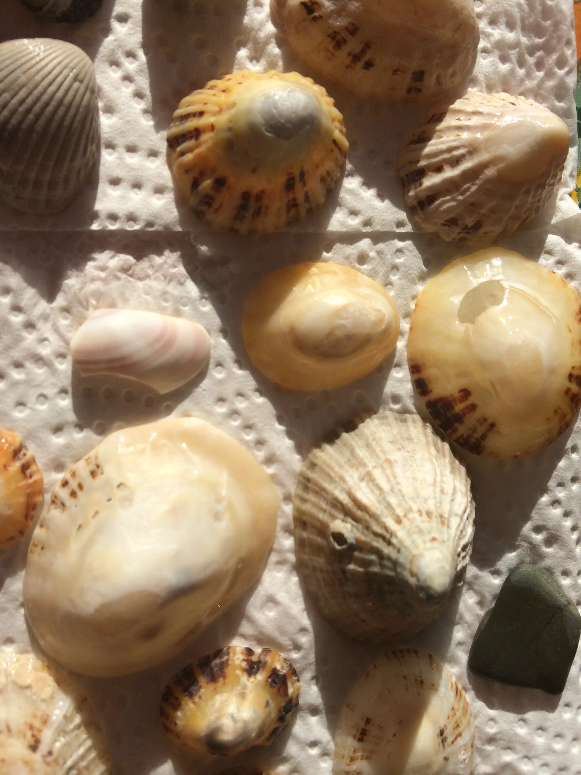 A small part of Hannah's seashell collection