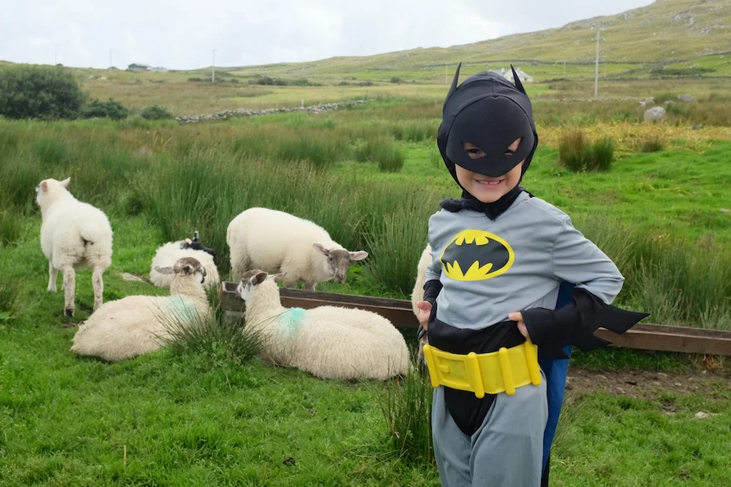 Batman visiting the pet lambs