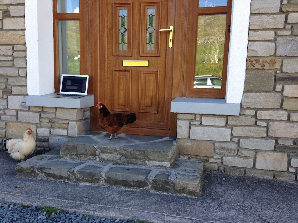 Chickens checking out the laptop