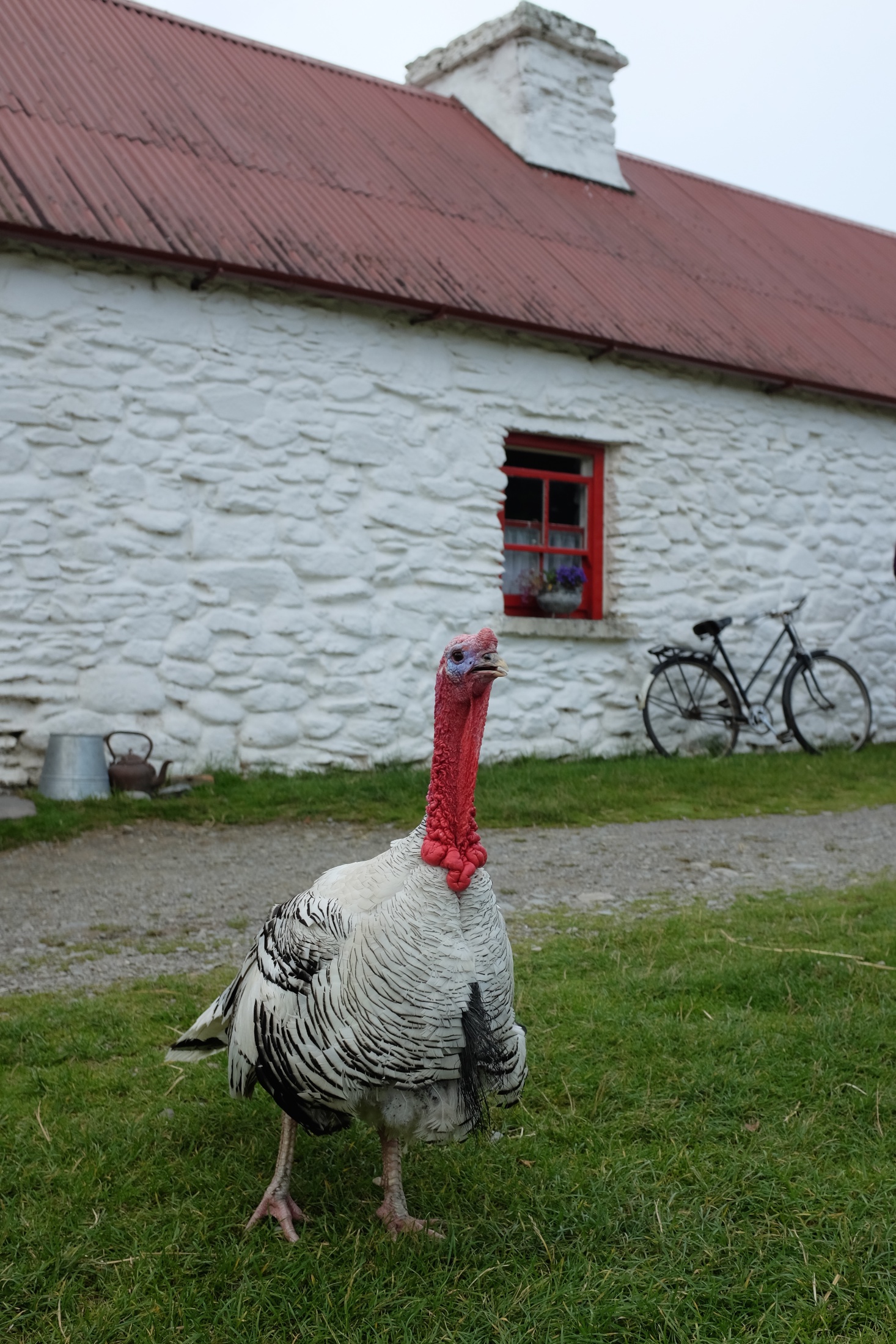 Traditional Farms