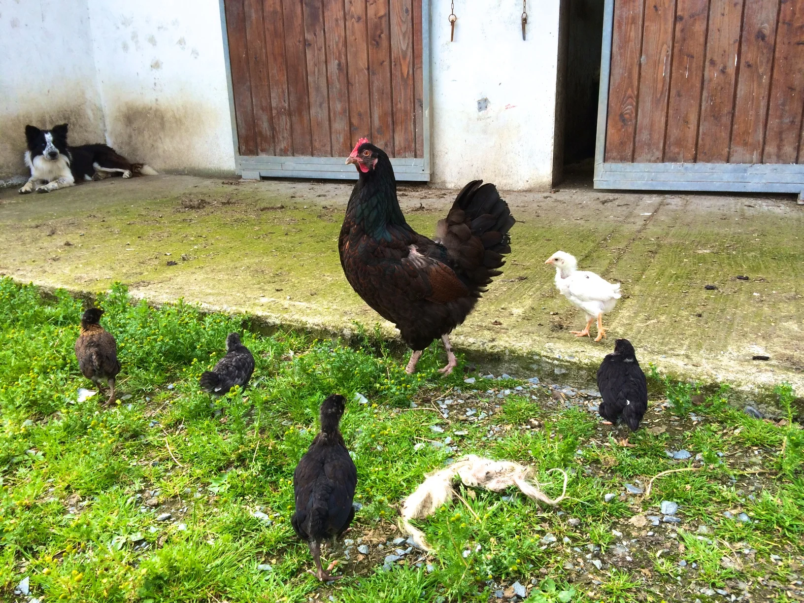Mommy chicken and all her chicks. 