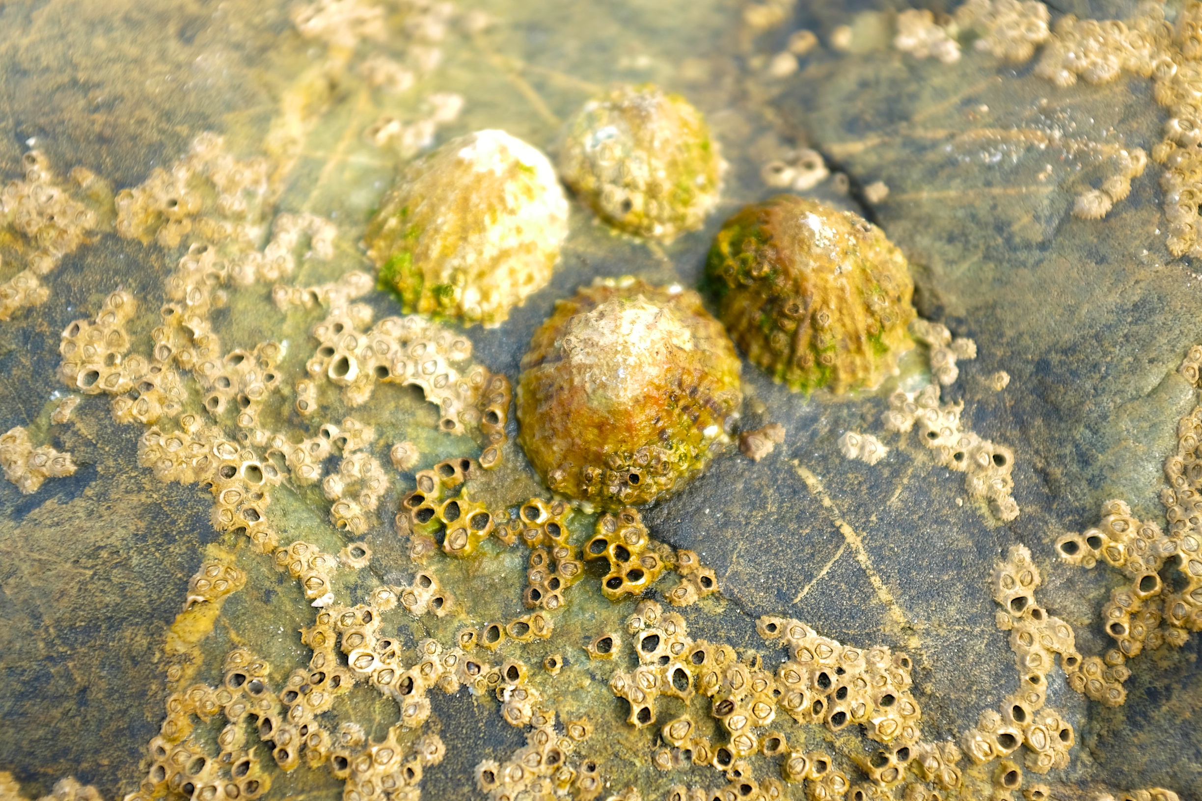 Carrowmore Beach