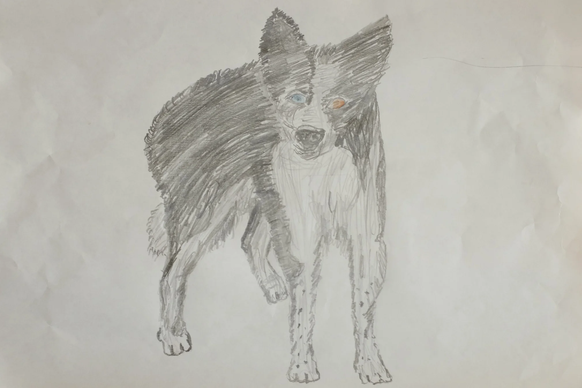 Picture of Sam drawn by Richard (Sam's owner)