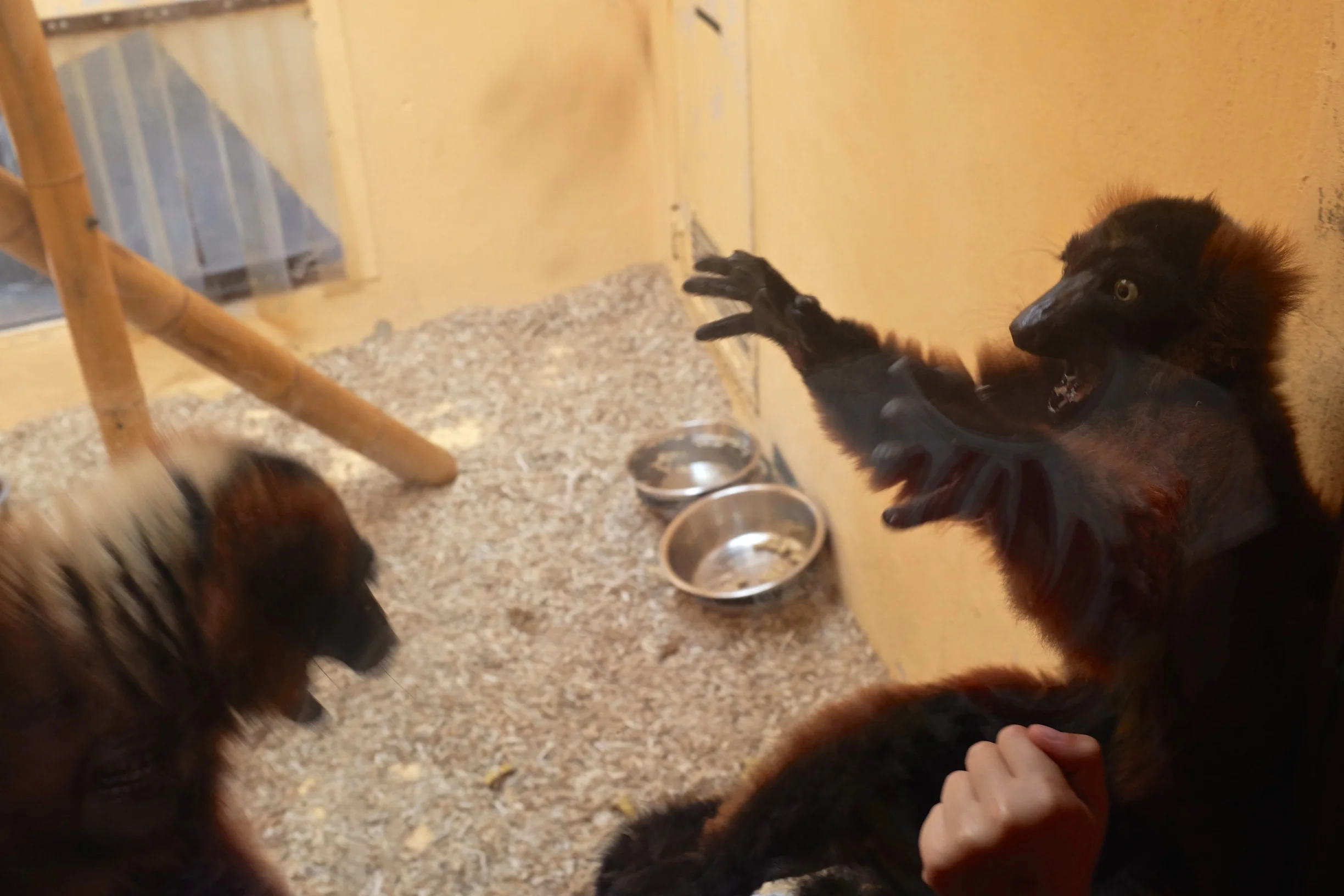Kung fu monkeys? 