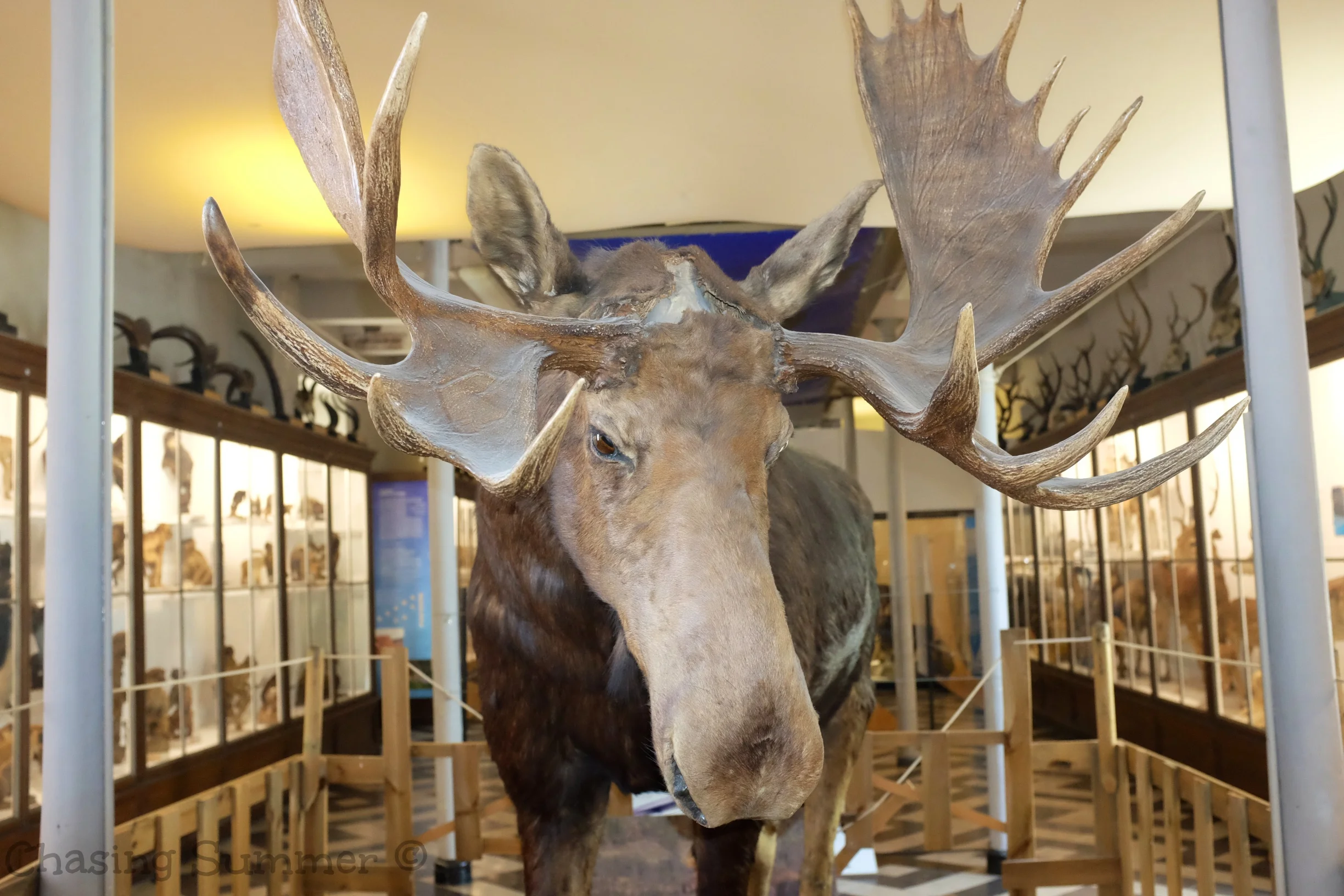 Day 66 - Musee d'Histoire Naturelle and Musee Archeologique