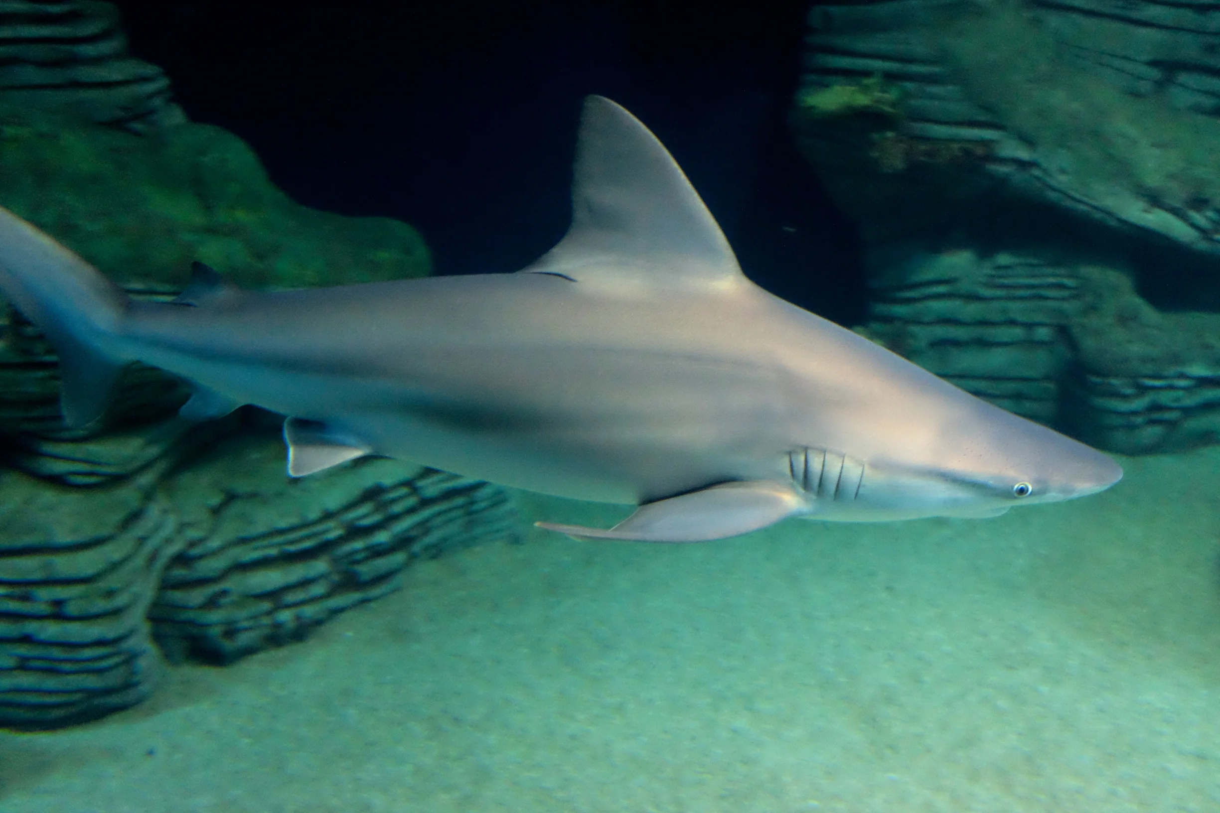 Day 100/101 - Valencia & Oceanografic