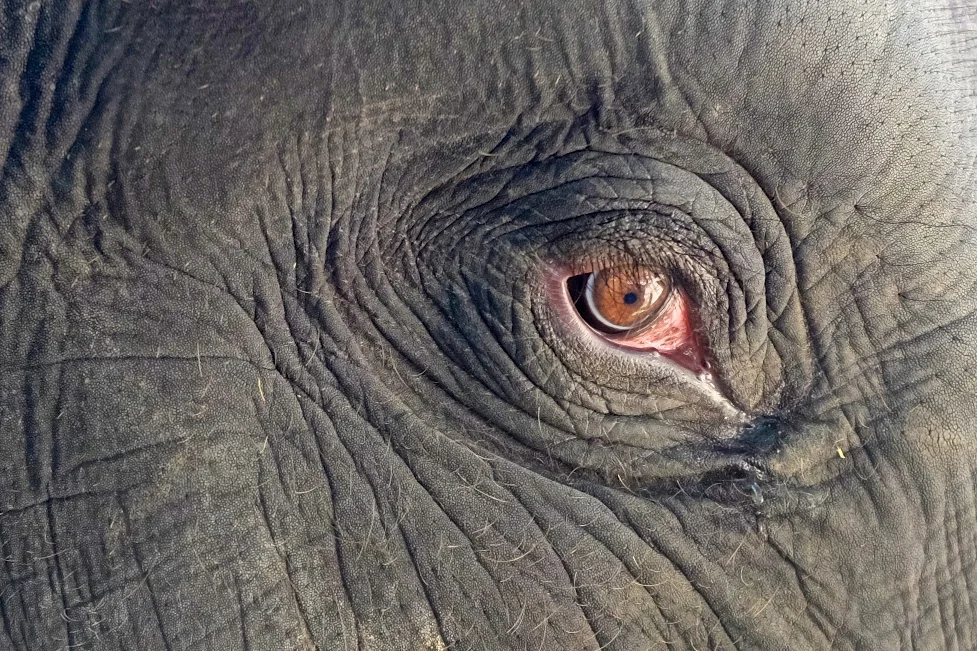 Day 160 - Elephants and Tigers...Oh My!