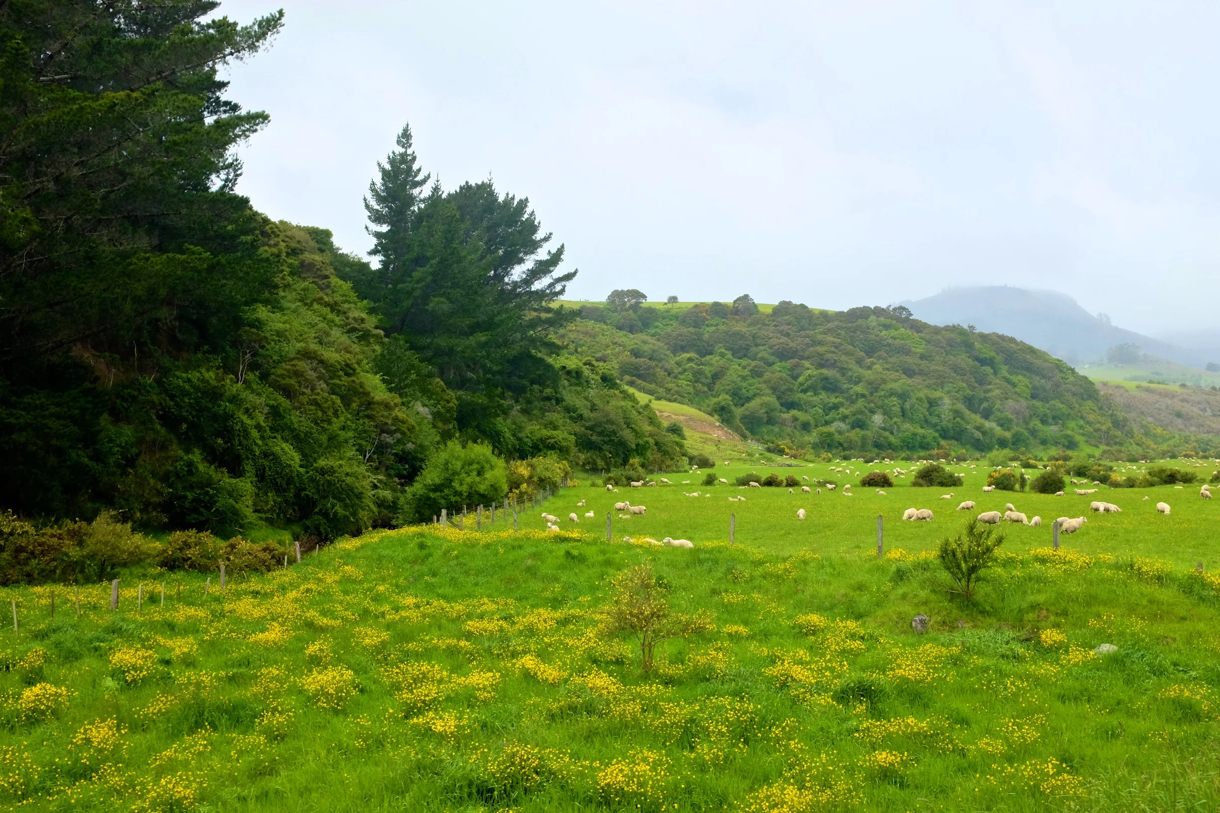 Green fields with white dots :) 