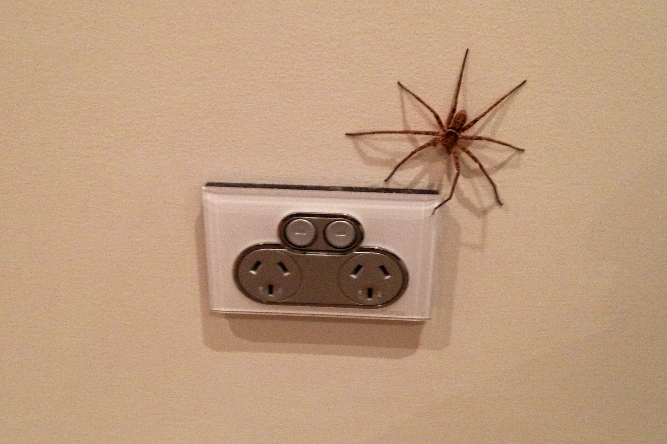 The spiders in Australia are the creatures of nightmares! Thankfully hubby smushed this monster before he ate us all!
