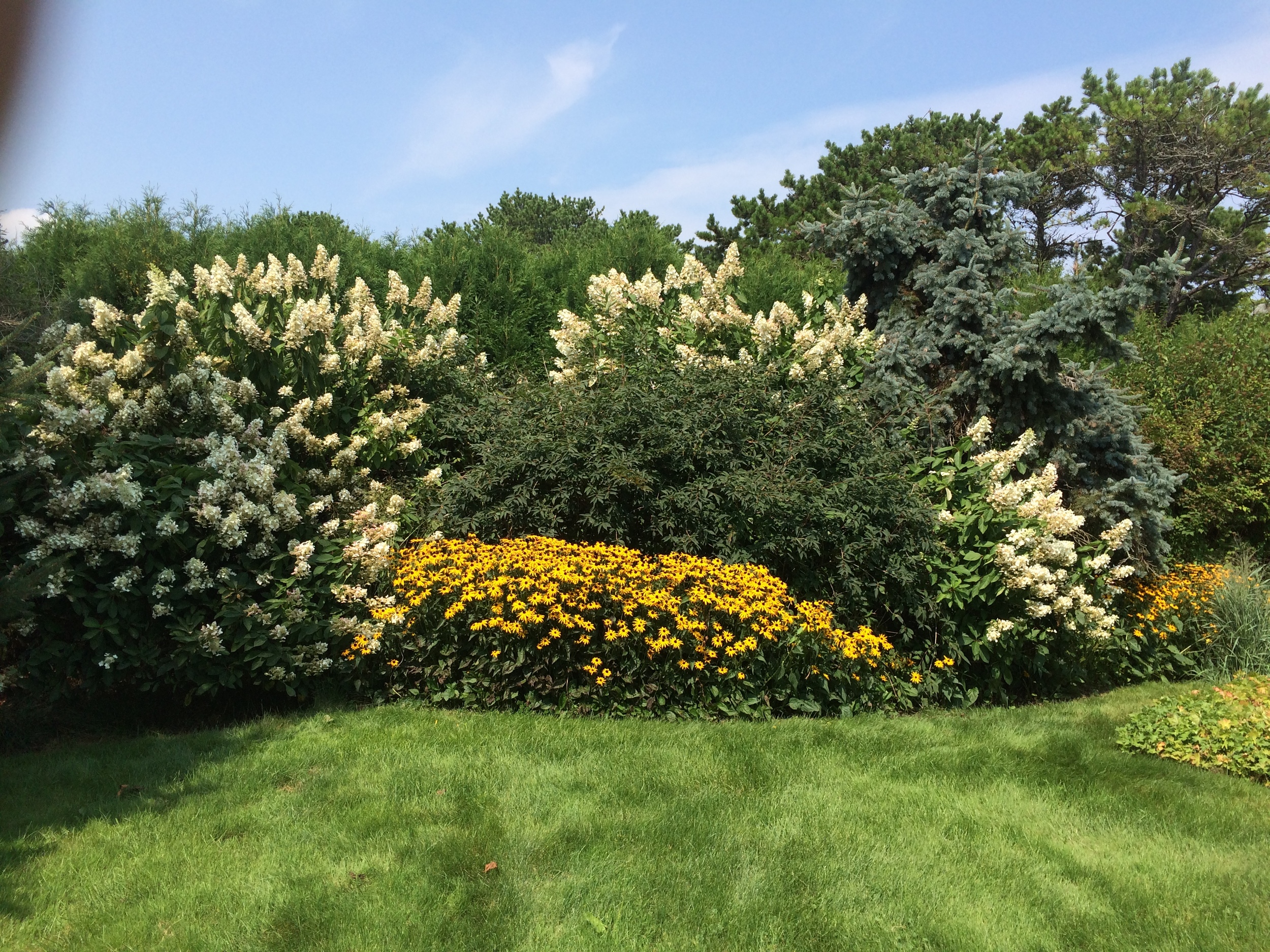 Hydrangea Hedge Biddeford Pool, ME