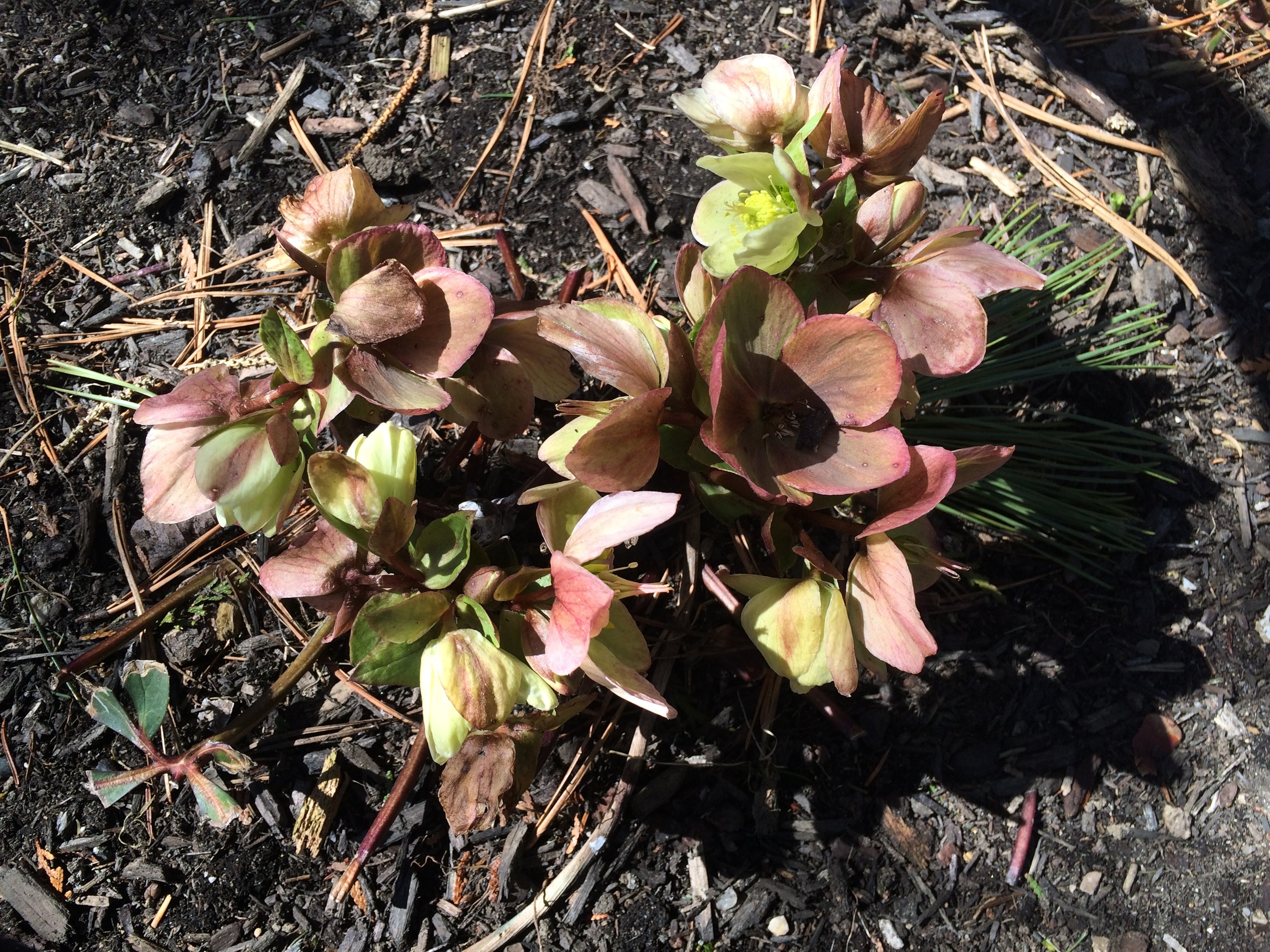 Hellebore