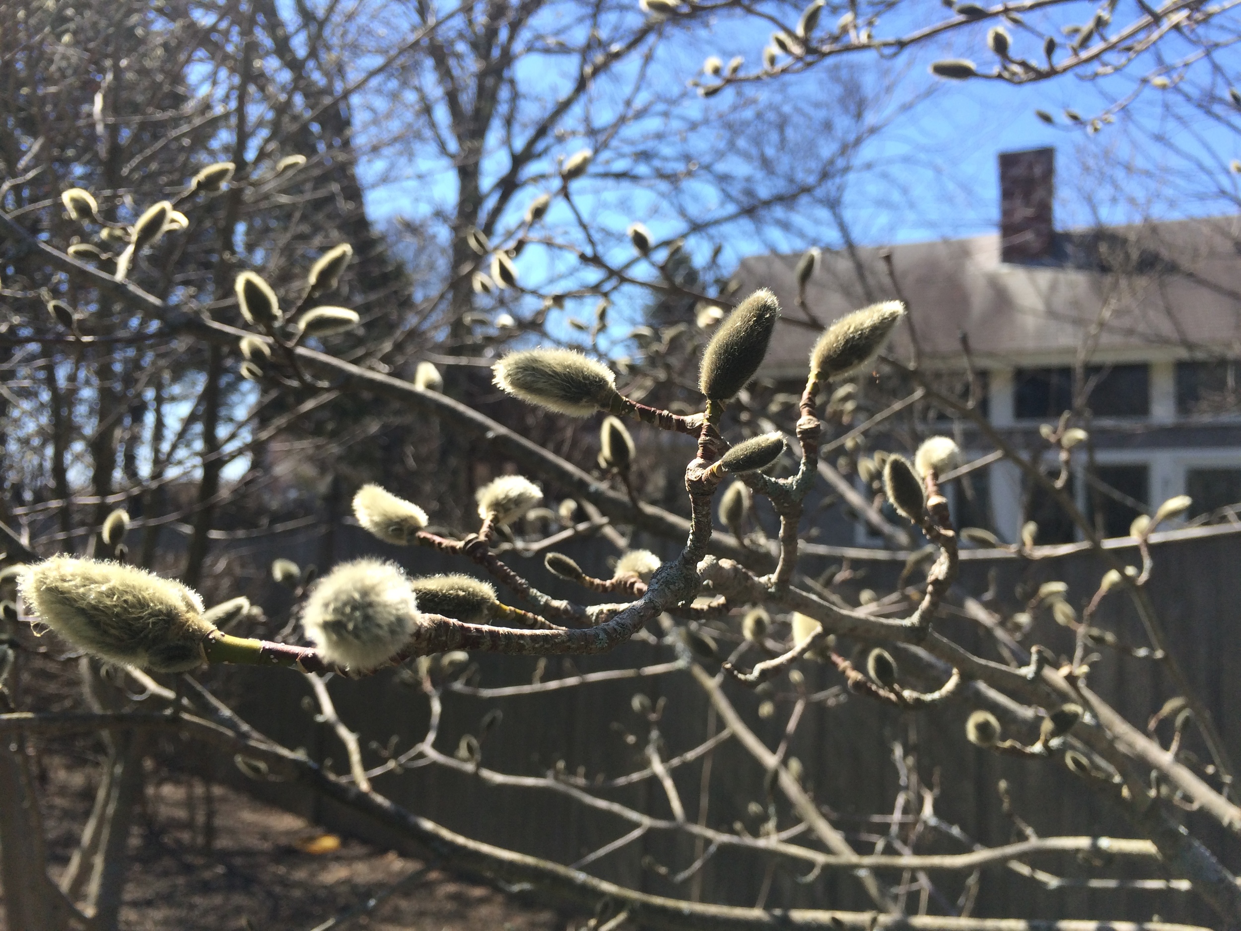 Magnolia Buds