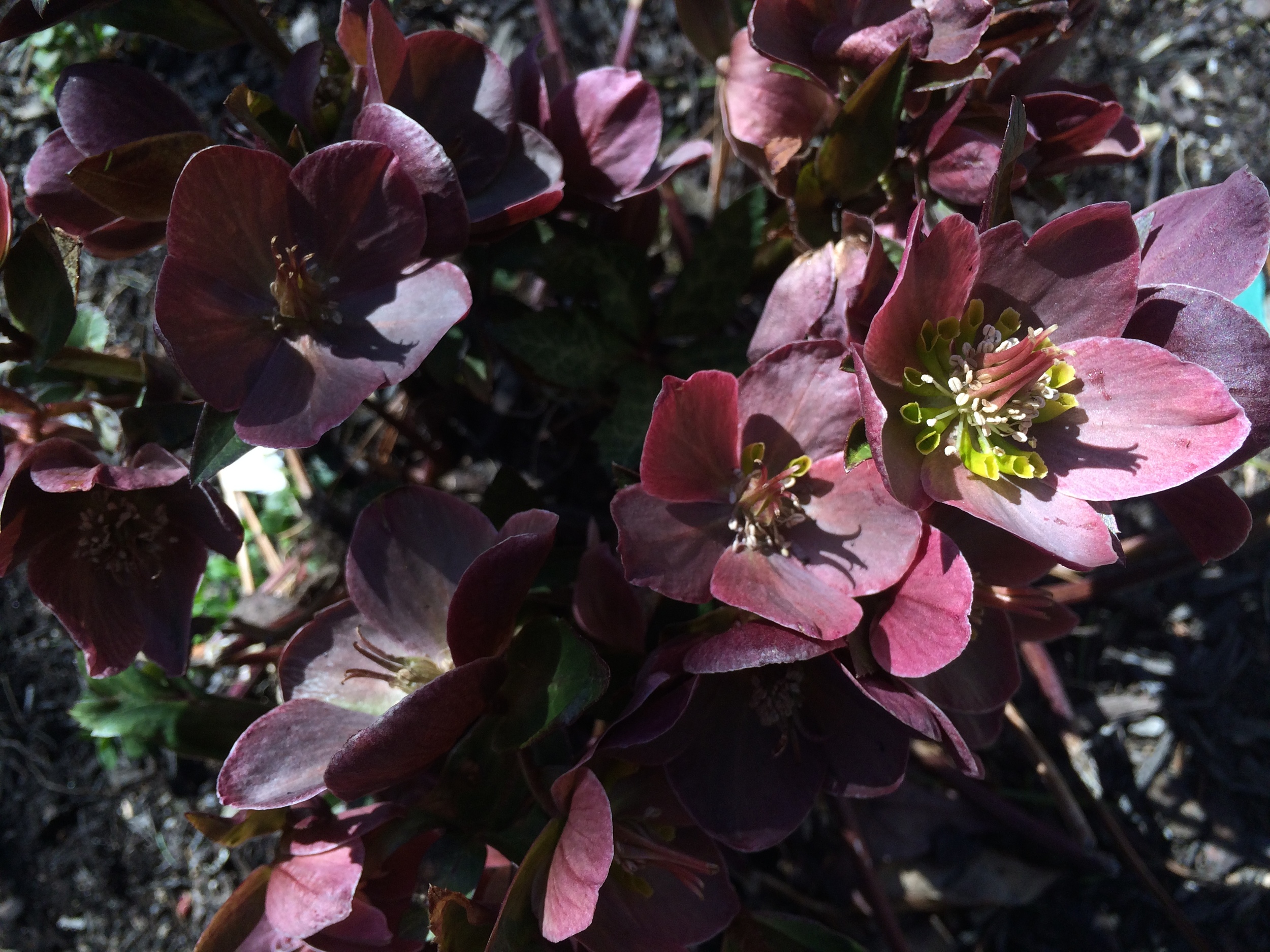 Hellebore